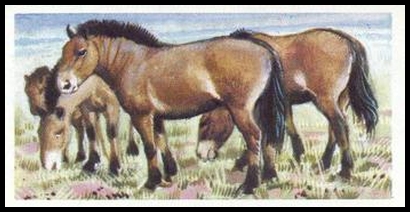 41 Mongolian Wild Horse